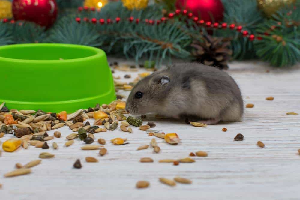 Hamsterfutter unter dem Weihnachtsbaum (de.depositphotos.com)