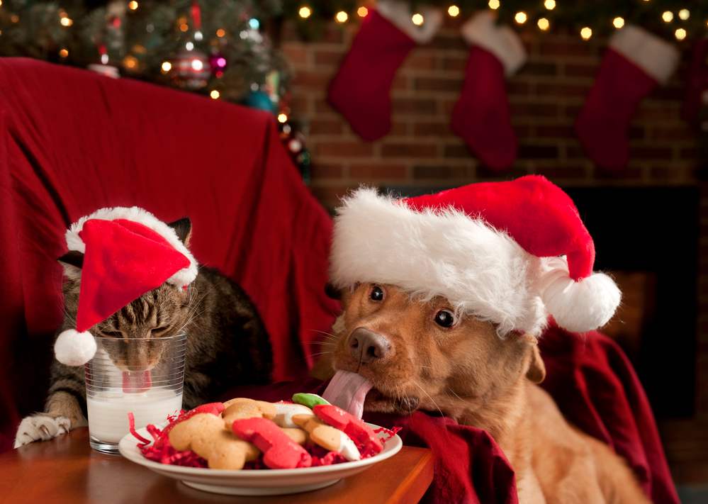 Hund und Katze naschen vor dem Weihnachtsbaum (de.depositphotos.com)