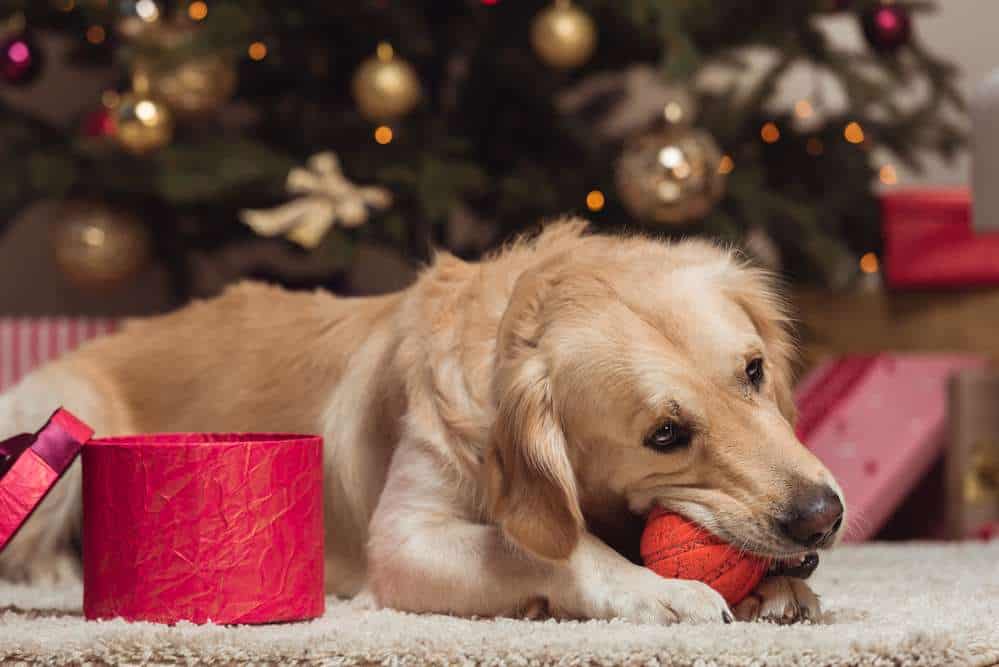 Hund mit Spielzeug unterm Weihnachtsbaum (de.depositphotos.com)
