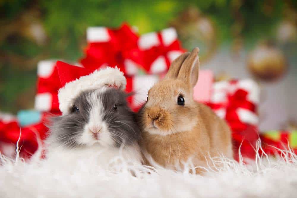 Kaninchen und Meerschweinchen zu Weihnachten (de.depositphotos.com)