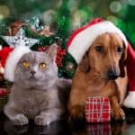 Weihnachten für Tierfreunde (de.depositphotos.com)