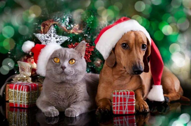 Weihnachten für Tierfreunde (de.depositphotos.com)