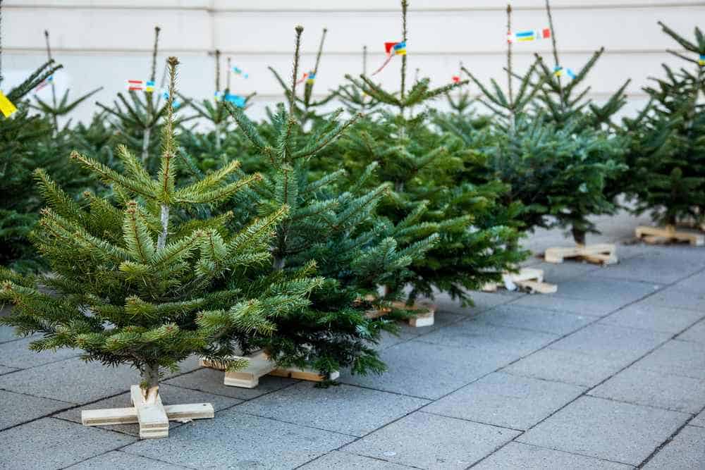 Weihnachtsbäume Verkauf (de.depositphotos.com)